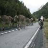 Percorso Motociclistico nufenenpass--valais-- photo