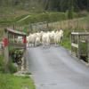 Itinerari Moto devil-s-staircase--tregaron- photo